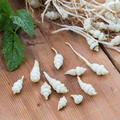 Knollenziest 'Conito'� Stachys affinis