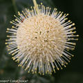 Knopfbusch 'Sugar Shack'� (Cephalanthus occidentalis 'Sugar Shack'�
