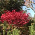 Euonymus alatus Compactus Korkfl�gelstrauch, Gefl�geltes Pfaffenh�tchen Lubera