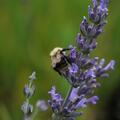 Lavendel 'Vera' im 1,3 lt. Vierecktopf