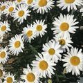 Leucanthemum x superbum 'Silberprinzesschen'