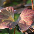 Ligularia dentata 'Midnight Lady' Strau�-Goldkolben