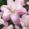 Bl�te Lilie Lotus Queen