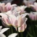 Lilienbl�tige Tulpe 'Ballade' Tulipa 'Ballade'