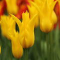 Lilienbl�tige Tulpe 'Flashback'�, Tulipa 'Flashback'�