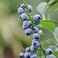 Lowberry� Heidelbeere Little Blue Wonder