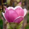 Magnolie 'Satisfaction', Magnolia � soulangeana, Tulpenmagnolie