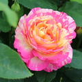 Malerrrose, Edelrose Marc Chagall 