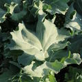 Meerkohl 'Caramba White', Crambe maritima 'Caramba White' - Bl�tter