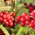 Mehrbeere Pointilla Amoroso und Sweet'n'Sour
