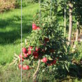 Mini-Apfelbaum Maloni� Lowfruit� Gullivers�