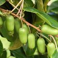 Minikiwi 'Super Jumbo' (Actinidia arguta) Traubenkiwi