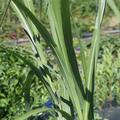Miscanthus giganteus 'Aksel Olsen'