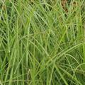 Miscanthus sinensis 'Ferner Osten' Lubera
