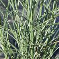 Miscanthus sinensis 'Kleine Silberspinne'