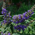 M�nchspfeffer 'Delta Blues'� Vitex agnus-castus 'Delta Blues'�