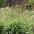 Molinia caerulea Karl Foerster Lubera