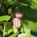 Maulbeere Morus alba Bombxy� 'Zuckers�ss'