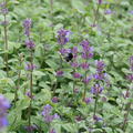 Nepeta racemosa 'Grog' Garten-Katzenminze