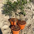 Olivenbaum 'Leccino' (Olea europea) St�mmchen im 2 L Topf