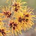 Orangebl�hende Zaubernuss 'Orange Beauty' Hamamelis x intermedia 'Orange Beauty'