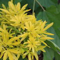 Mexikanische Orangenblume, Choisya ternata 'Gold Star'
