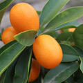 Ovale Kumquat 12l Show, Fortunella margarita