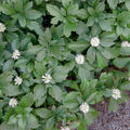 Dickm�nnchen, Pachysandra terminalis