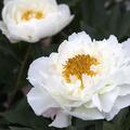 Paeonia lactiflora 'Kelways Glorious' Pfingstrose