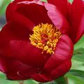 Pfingstrose Paeonia x lutea 'Black Star'