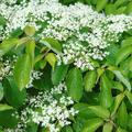 Pagoden-Hatriegel Cornus controversa