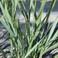 Panicum virgatum 'Northwind'