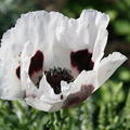 Papaver orientale 'Royal Wedding' Orientalischer Mohn