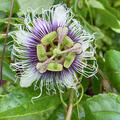Passiflora edulis, Passionsblume mit Maracujafruechten