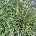 Pennisetum alopecuroides 'Herbstzauber'