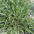 Pennisetum alopecuroides 'Moudry'