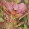 Per�ckenstrauch, Cotinus coggygria 'Falmissimo'