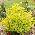 Per�ckenstrauch 'Golden Lady', Cotinus coggygria