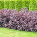 Per�ckenstrauch 'Lilla', Cotinus Coggygria 