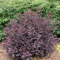 Per�ckenstrauch 'Winecraft black', Cotinus coggygria