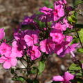 Phlox amplifolia paniculata 'Winnetou'