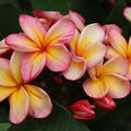 Bl�te der Plumeria 'Desert Sunrise' 2024, Frangipani