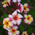 Plumeria rubra 'Thumbalina' (Frangipani Tempelbaum)