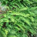 Polypodium vulgare Gemeiner T�pfel-Farn