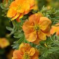 Fingerstrauch Potentilla fruticosa Double Punch Tango