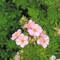 Potentilla fruticosa, Fingerstrauch rosa bl�hend