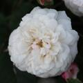 Ramblerrose 'F�licit� et Perp�tue'