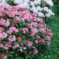 Rhododendron yakushimanum 'Fr�hlingsanfang' INKARHO 