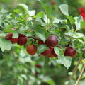 Robustikose� Promessa di Giugno (Prunus x dasycarpa)