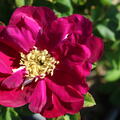 Rose Purple Aurora�